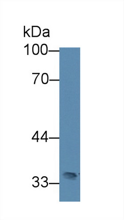 Polyclonal Antibody to Solute Carrier Family 30 Member 8 (SLC30A8)