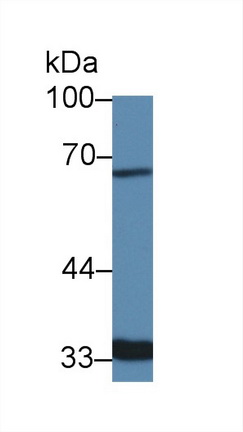 Polyclonal Antibody to Solute Carrier Family 30 Member 8 (SLC30A8)