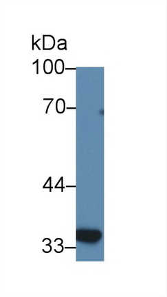 Polyclonal Antibody to Solute Carrier Family 30 Member 8 (SLC30A8)