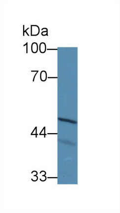 Polyclonal Antibody to Solute Carrier Family 30 Member 8 (SLC30A8)