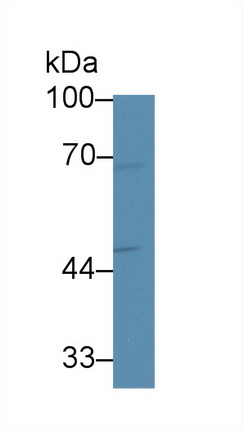 Polyclonal Antibody to Solute Carrier Family 30 Member 8 (SLC30A8)