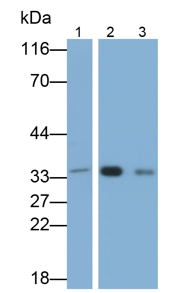 Polyclonal Antibody to Electron Transfer Flavoprotein Alpha Polypeptide (ETFa)