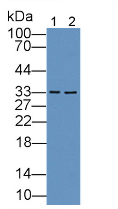 Polyclonal Antibody to Electron Transfer Flavoprotein Alpha Polypeptide (ETFa)