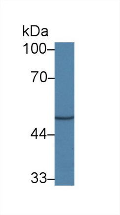 Polyclonal Antibody to Cell Adhesion Molecule 1 (CADM1)