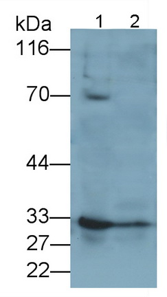 Polyclonal Antibody to Tafazzin (TAZ)