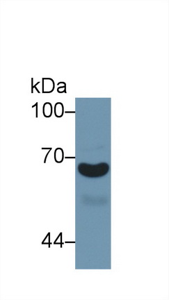 Polyclonal Antibody to Alpha-1-B-Glycoprotein (a1BG)