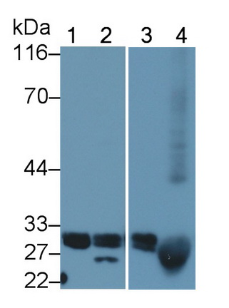 Polyclonal Antibody to B-Cell CLL/Lymphoma 2 Like Protein (Bcl2L)