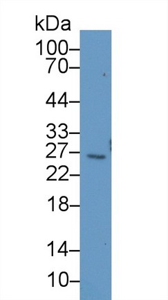 Polyclonal Antibody to B-Cell CLL/Lymphoma 2 Like Protein (Bcl2L)