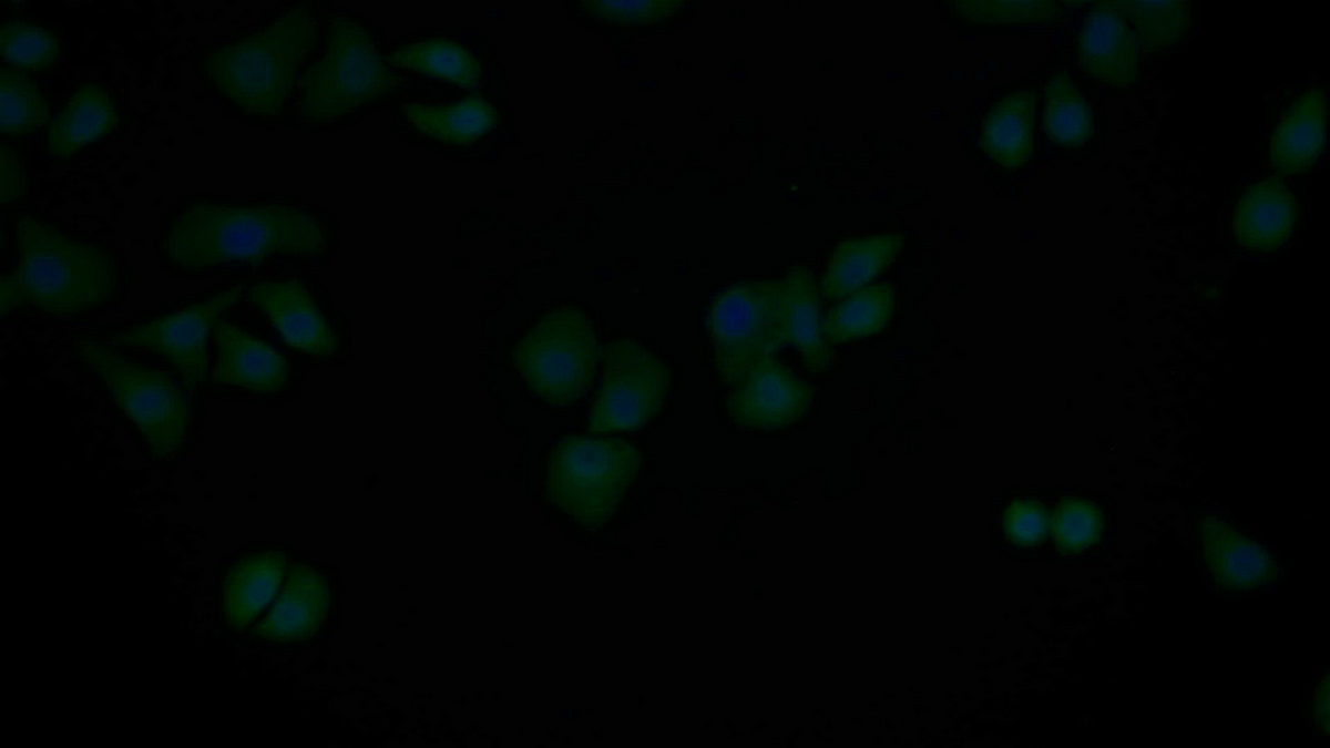 Polyclonal Antibody to B-Cell CLL/Lymphoma 2 Like Protein (Bcl2L)