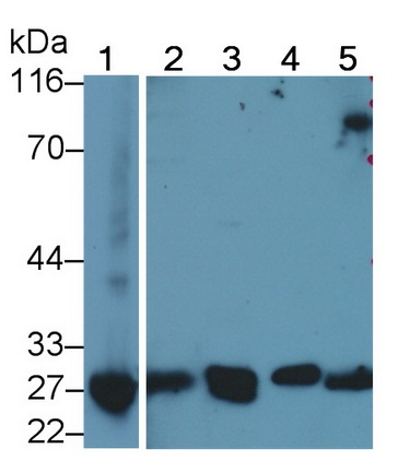 Polyclonal Antibody to B-Cell CLL/Lymphoma 2 Like Protein (Bcl2L)