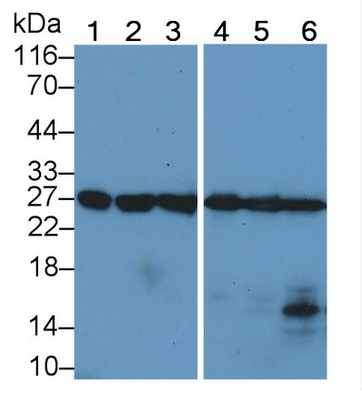 Polyclonal Antibody to B-Cell CLL/Lymphoma 2 Like Protein (Bcl2L)