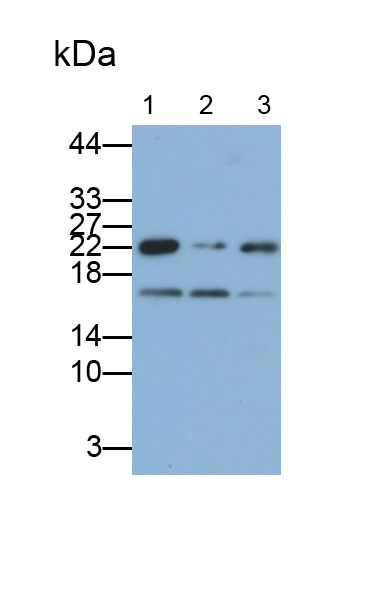 Polyclonal Antibody to Huntingtin Interacting Protein 2 (HIP2)