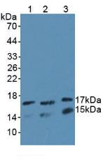 Polyclonal Antibody to Ubiquitin Conjugating Enzyme E2L3 (UBE2L3)