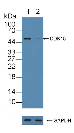 Polyclonal Antibody to Cyclin Dependent Kinase 18 (CDK18)