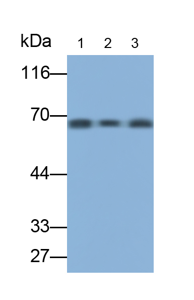 Polyclonal Antibody to Guanylate Binding Protein 1, Interferon Inducible (GBP1)