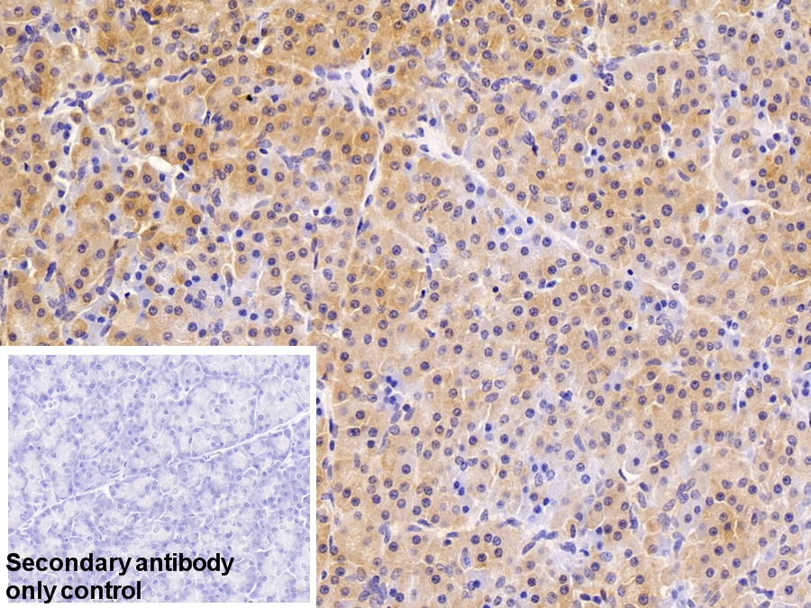 Polyclonal Antibody to FK506 Binding Protein 3 (FKBP3)