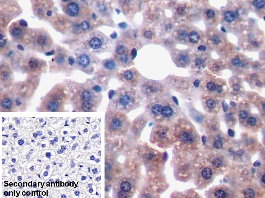 Polyclonal Antibody to FK506 Binding Protein 3 (FKBP3)