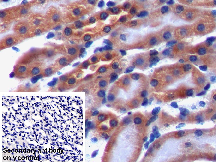 Polyclonal Antibody to FK506 Binding Protein 3 (FKBP3)