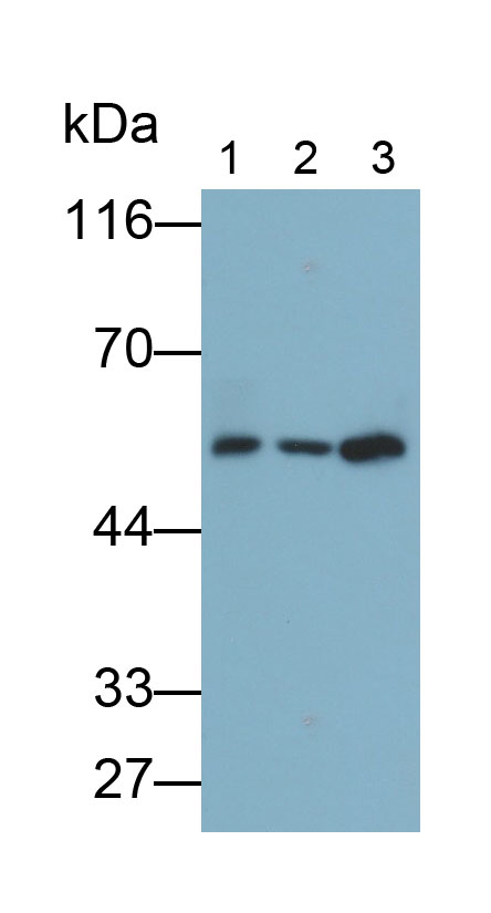 Polyclonal Antibody to FK506 Binding Protein 5 (FKBP5)