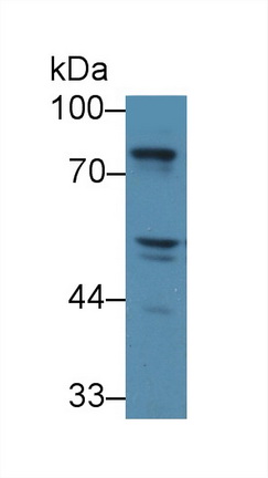 Polyclonal Antibody to SHC-Transforming Protein 1 (SHC1)