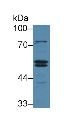 Polyclonal Antibody to SHC-Transforming Protein 1 (SHC1)