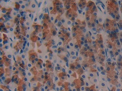 Polyclonal Antibody to Regenerating Islet Derived Protein 3 Gamma (REG3g)