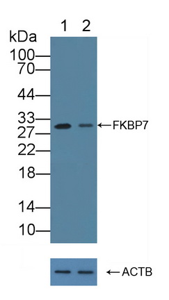 Polyclonal Antibody to FK506 Binding Protein 7 (FKBP7)