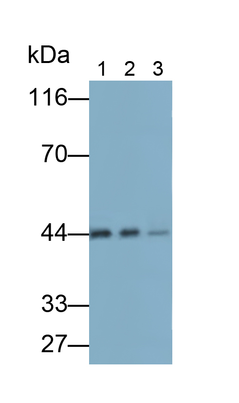 Polyclonal Antibody to Inhibitory Subunit Of NF Kappa B Epsilon (IkBe)