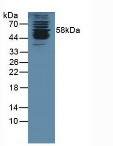 Polyclonal Antibody to Karyopherin Alpha 1 (KPNa1)