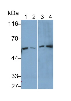 Polyclonal Antibody to Karyopherin Alpha 2 (KPNa2)