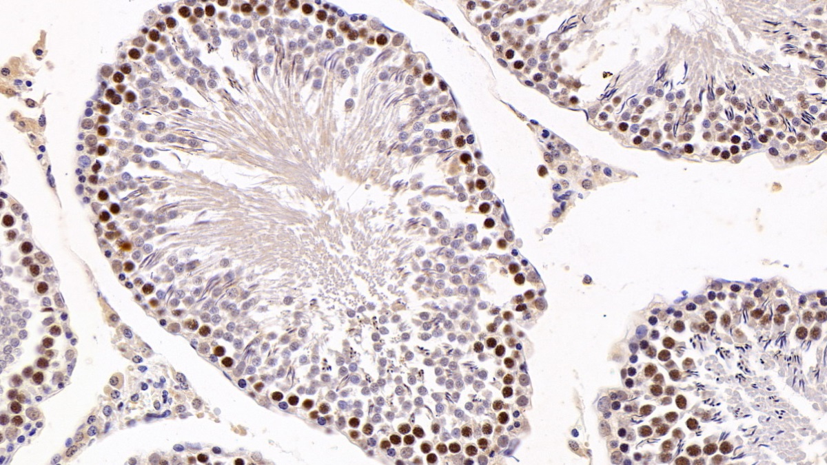 Polyclonal Antibody to Karyopherin Alpha 2 (KPNa2)