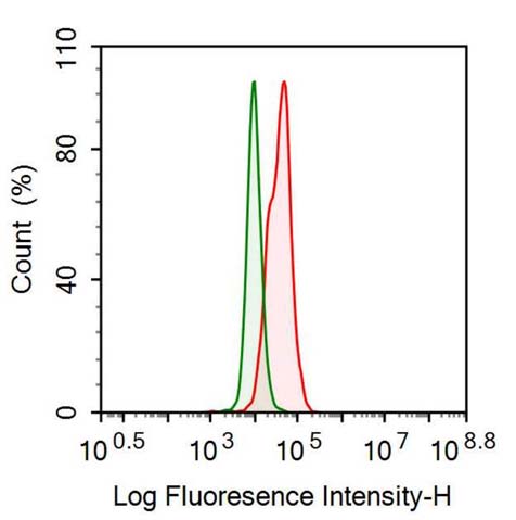 Polyclonal Antibody to Karyopherin Alpha 2 (KPNa2)