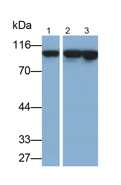 Polyclonal Antibody to Karyopherin Beta (KPNb1)