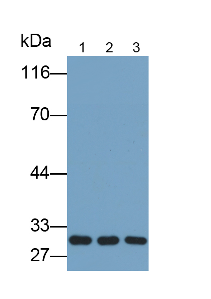 Polyclonal Antibody to Torsin 2A (TOR2A)