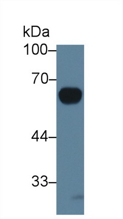 Polyclonal Antibody to Interleukin 20 Receptor Alpha (IL20Ra)