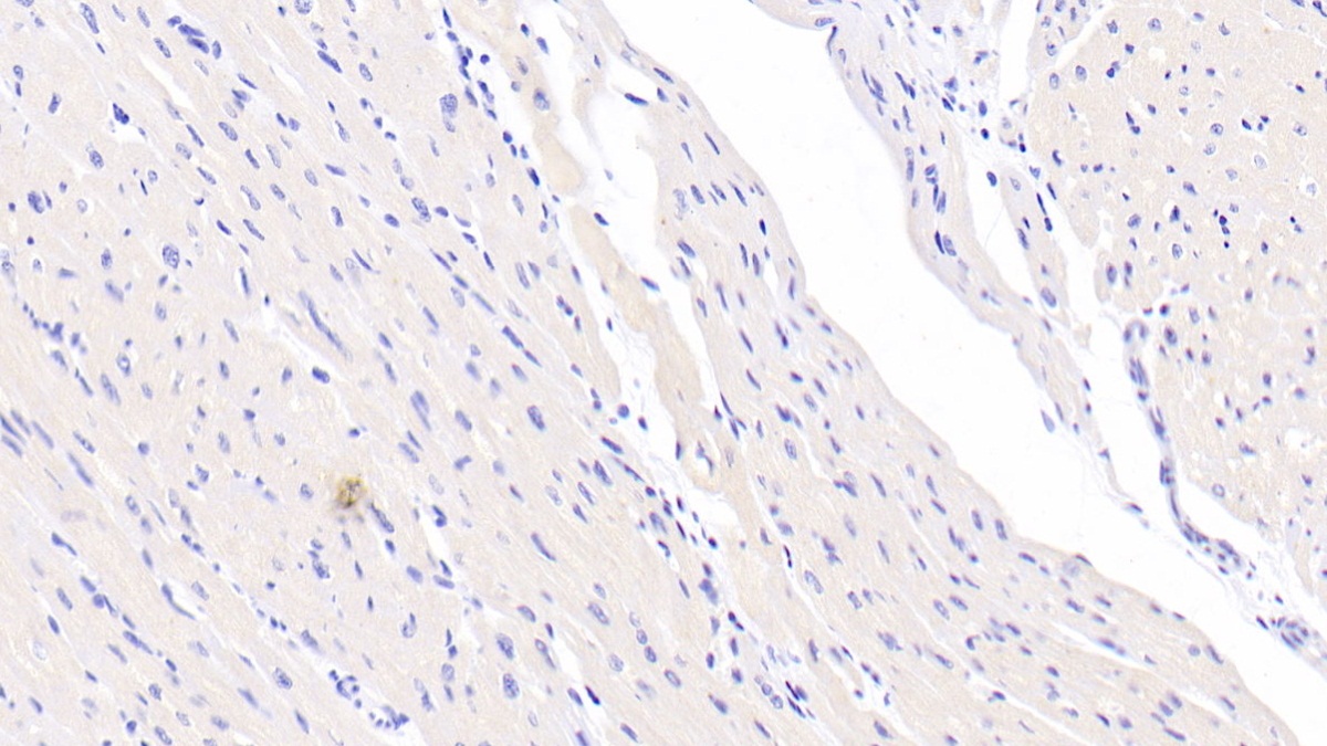 Polyclonal Antibody to Annexin A9 (ANXA9)