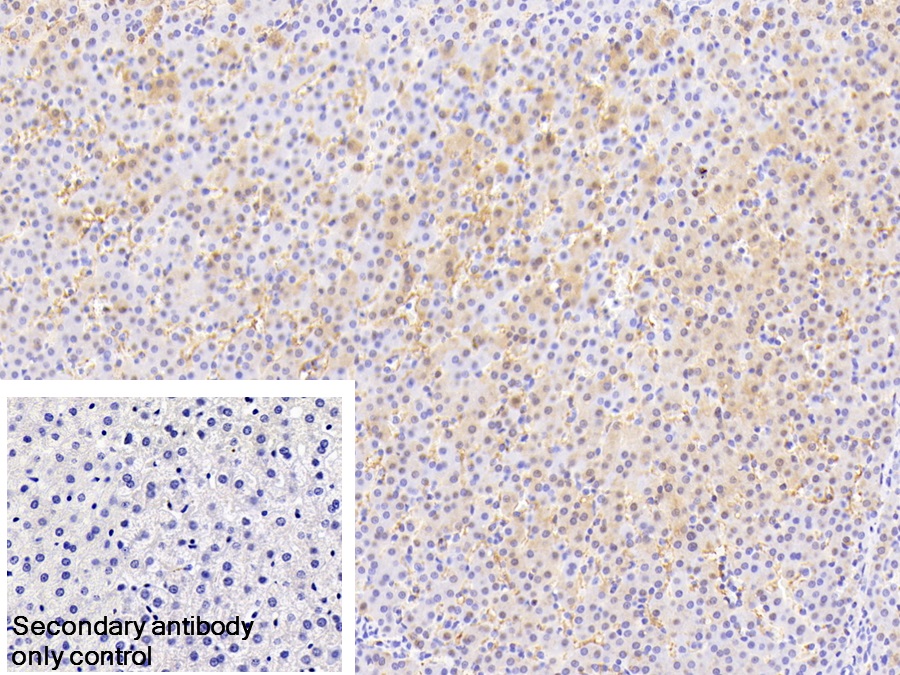 Polyclonal Antibody to Annexin A9 (ANXA9)