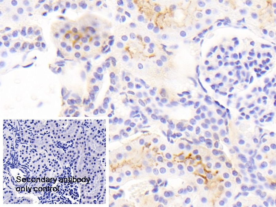 Polyclonal Antibody to Annexin A13 (ANXA13)