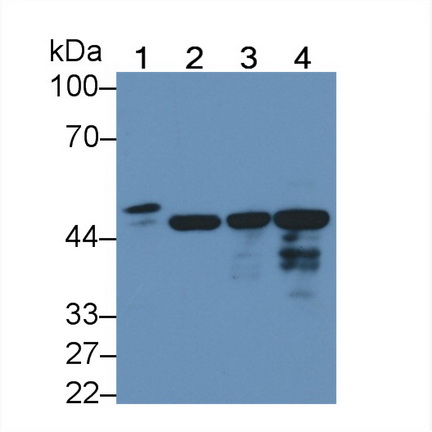 Polyclonal Antibody to Annexin A13 (ANXA13)