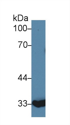 Polyclonal Antibody to Annexin A4 (ANXA4)