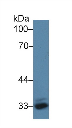 Polyclonal Antibody to Annexin A4 (ANXA4)