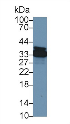 Polyclonal Antibody to Annexin A4 (ANXA4)