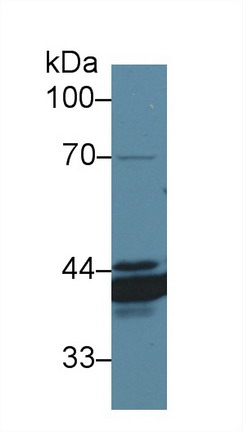 Polyclonal Antibody to Annexin A4 (ANXA4)