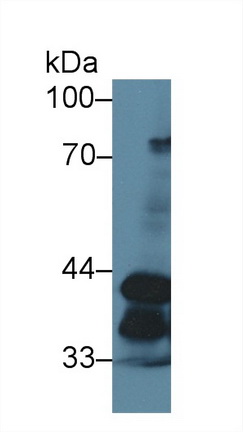 Polyclonal Antibody to Annexin A4 (ANXA4)