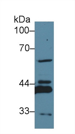 Polyclonal Antibody to Annexin A4 (ANXA4)