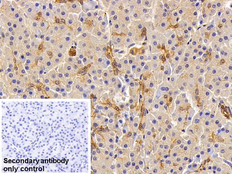 Polyclonal Antibody to Annexin A4 (ANXA4)