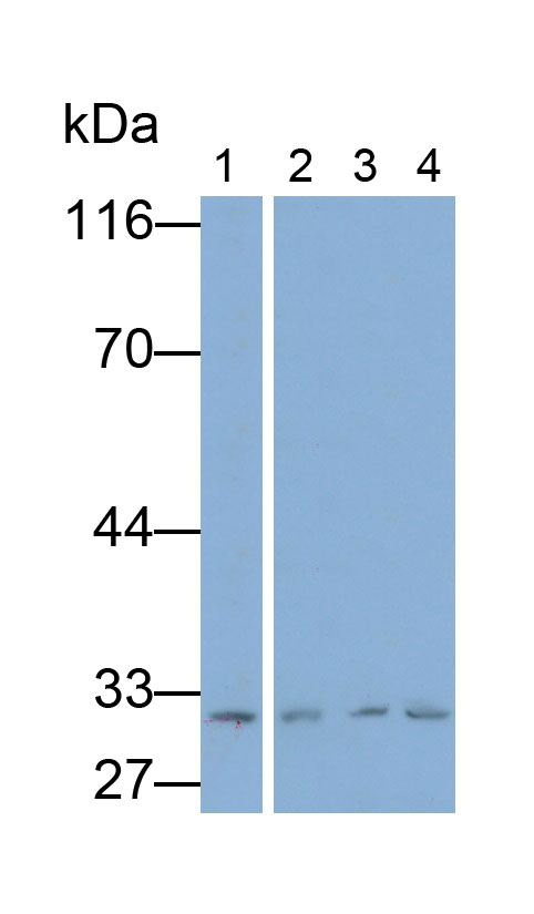 Polyclonal Antibody to Annexin A4 (ANXA4)