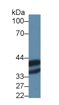 Polyclonal Antibody to Annexin A4 (ANXA4)