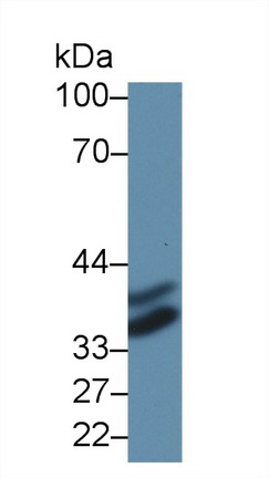 Polyclonal Antibody to Annexin A4 (ANXA4)