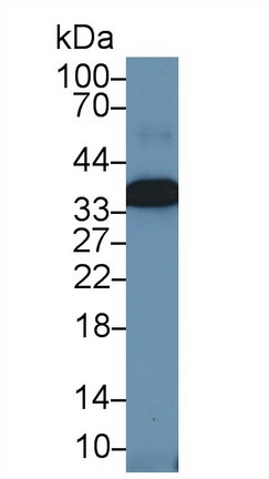 Polyclonal Antibody to Annexin A4 (ANXA4)